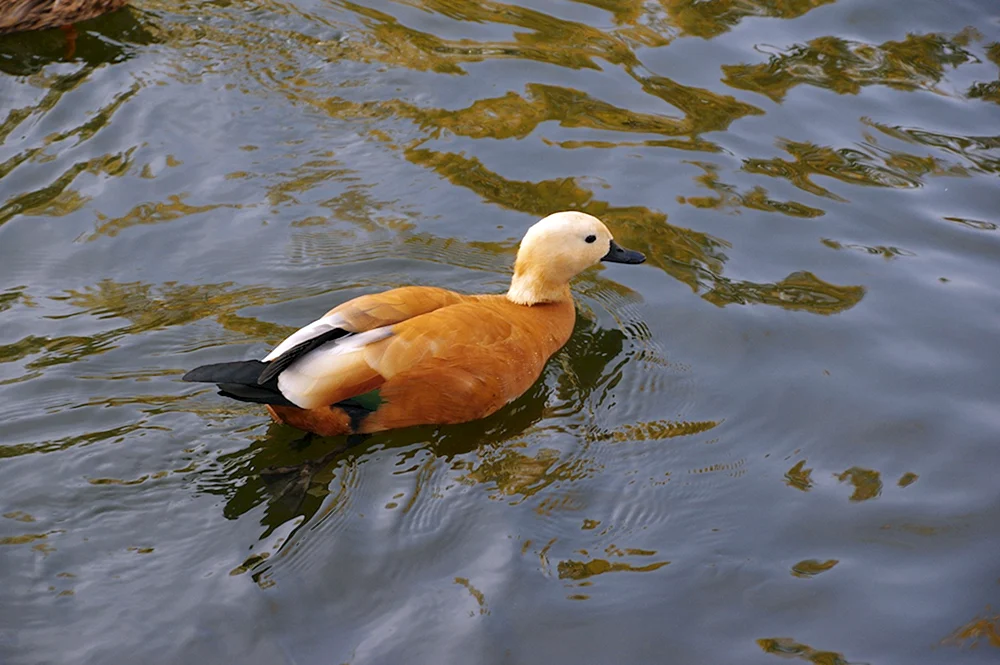 Enten Rostower Stausee