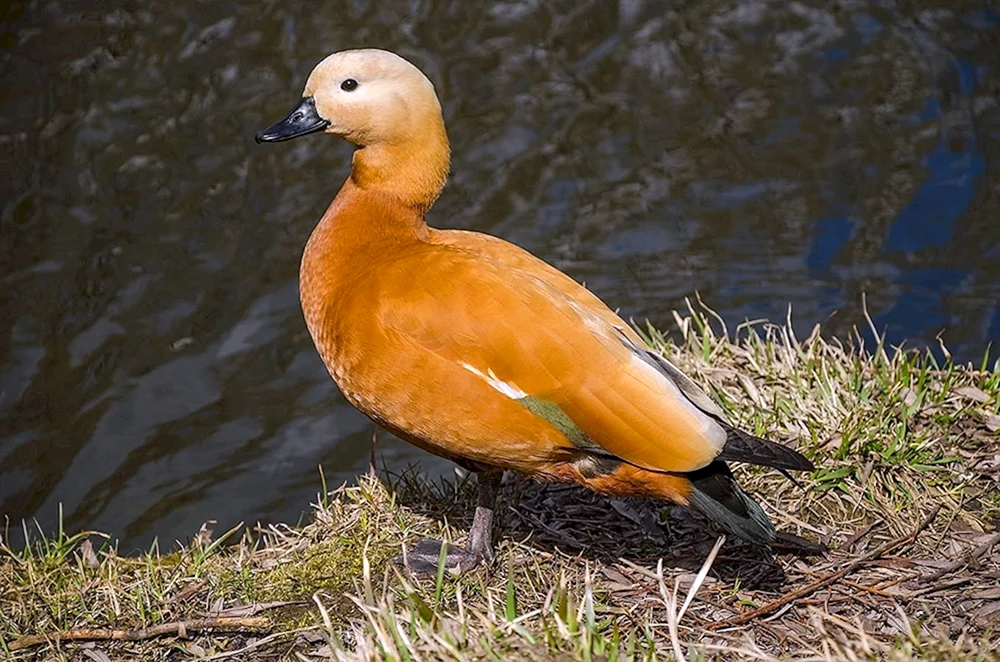 Wildenten der Moskauer Region