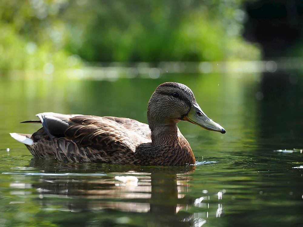 Wildenten des Rostower Gebiets