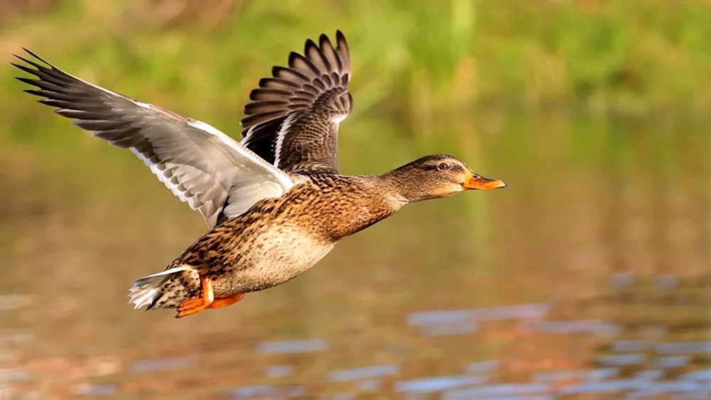 Wilde Enten des Rostower Gebiets