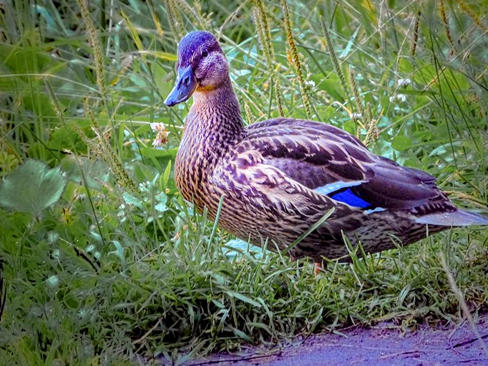 Wilde Enten Stockente