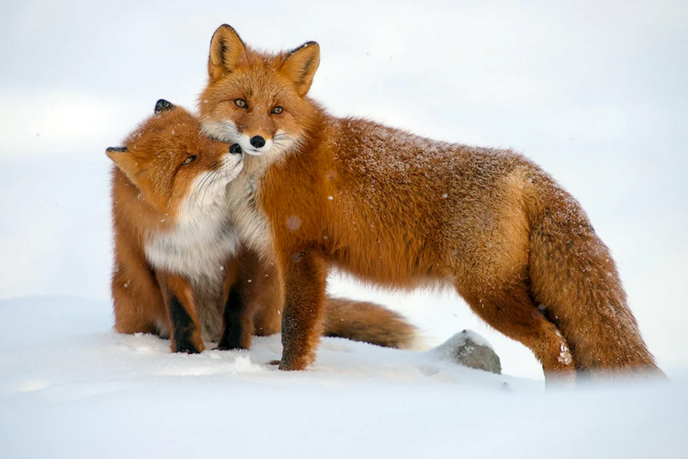 Wildtiere