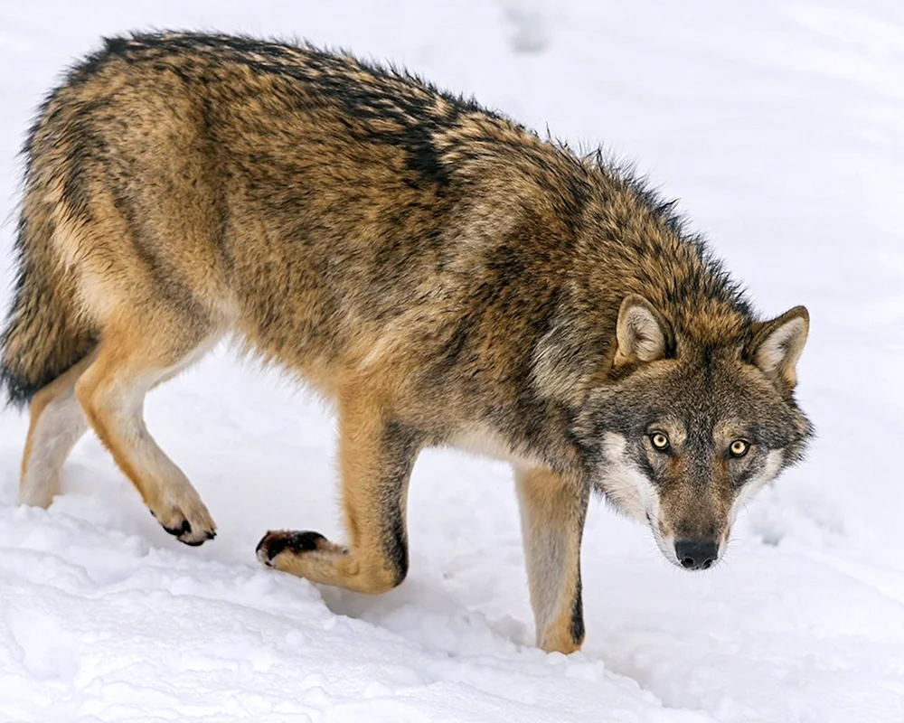 Wildtiere