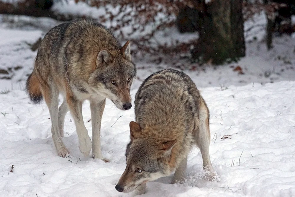 Wildtiere des Urals