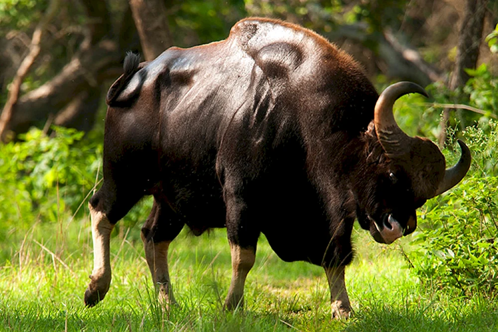 Tour Europäischer Wildbullen