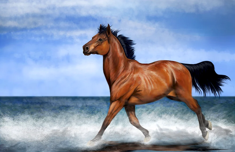 Arabisches Rennpferd Mustang