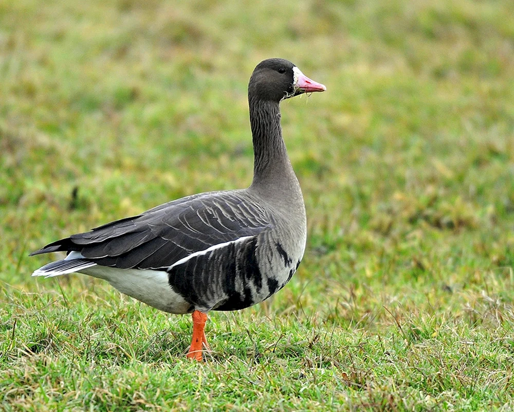 Westliche Tundra-Bohnengans
