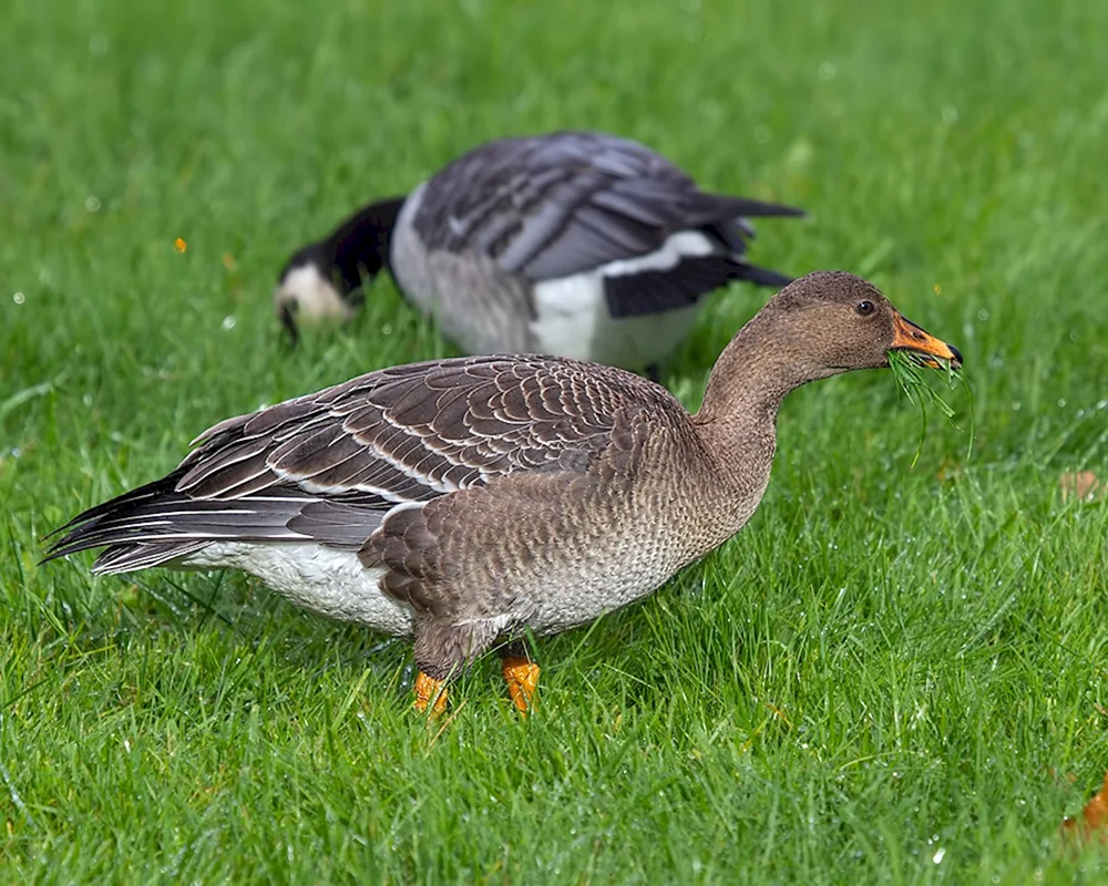 Wildbohnengans