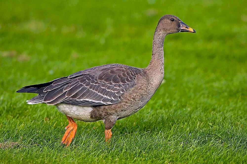 Wildgans Bohnengans