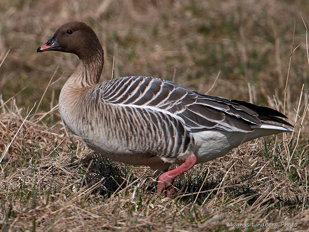 Tundrovy Bohnengans