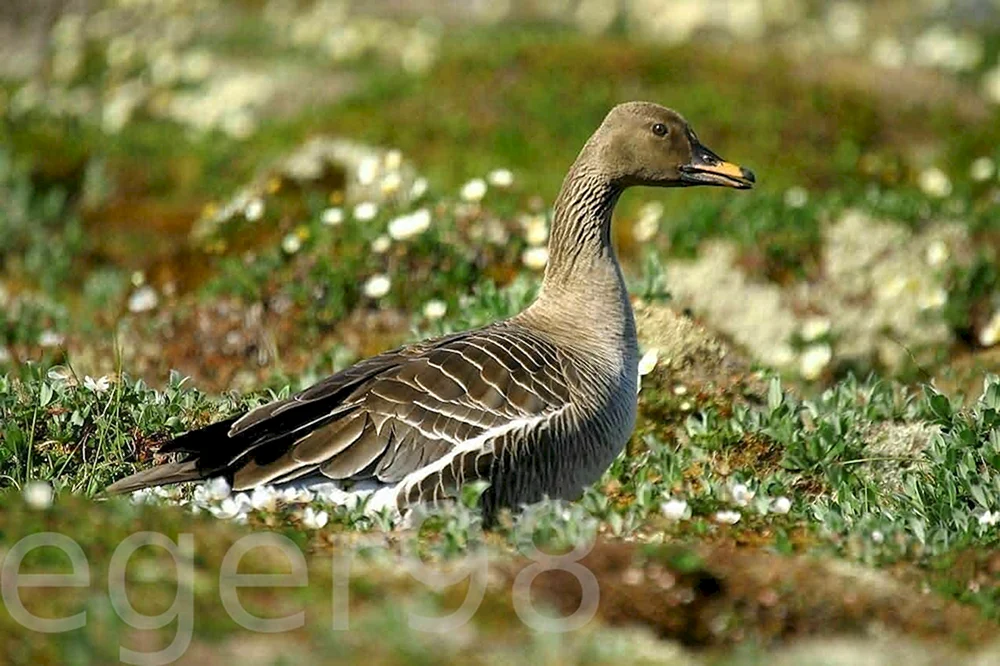 Sibirische Taiga Bohnengans
