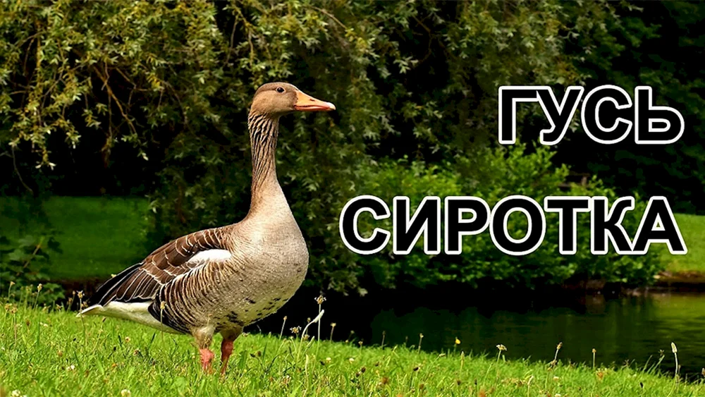 Lindovskiye Gans Gänse