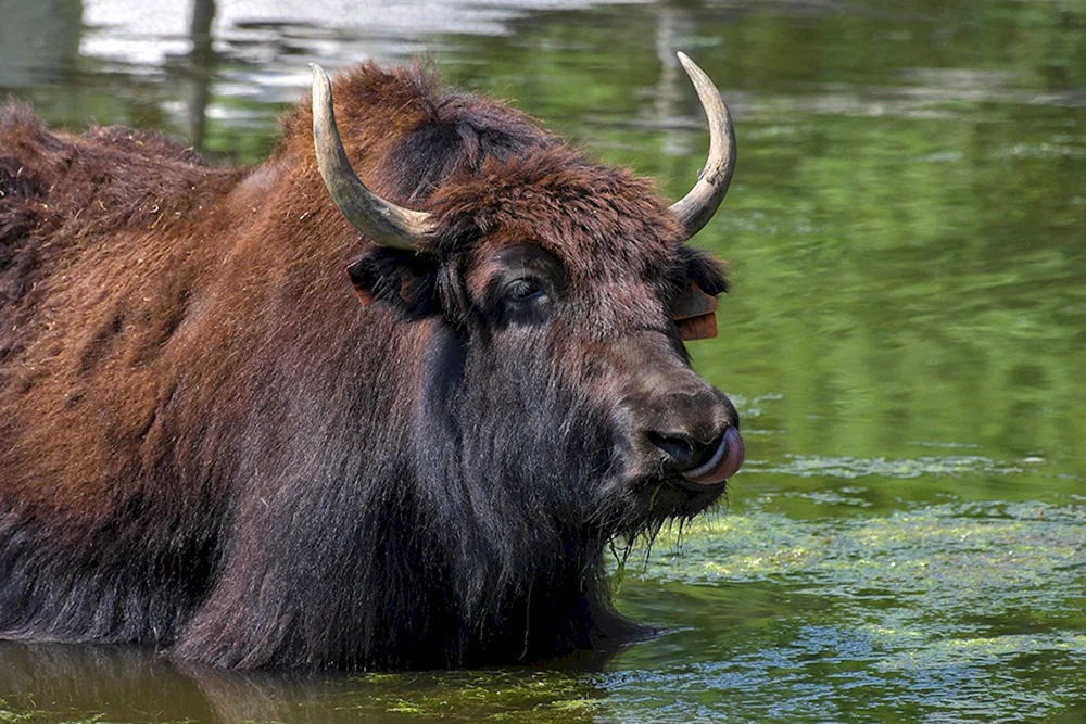 Tibetischer Yak