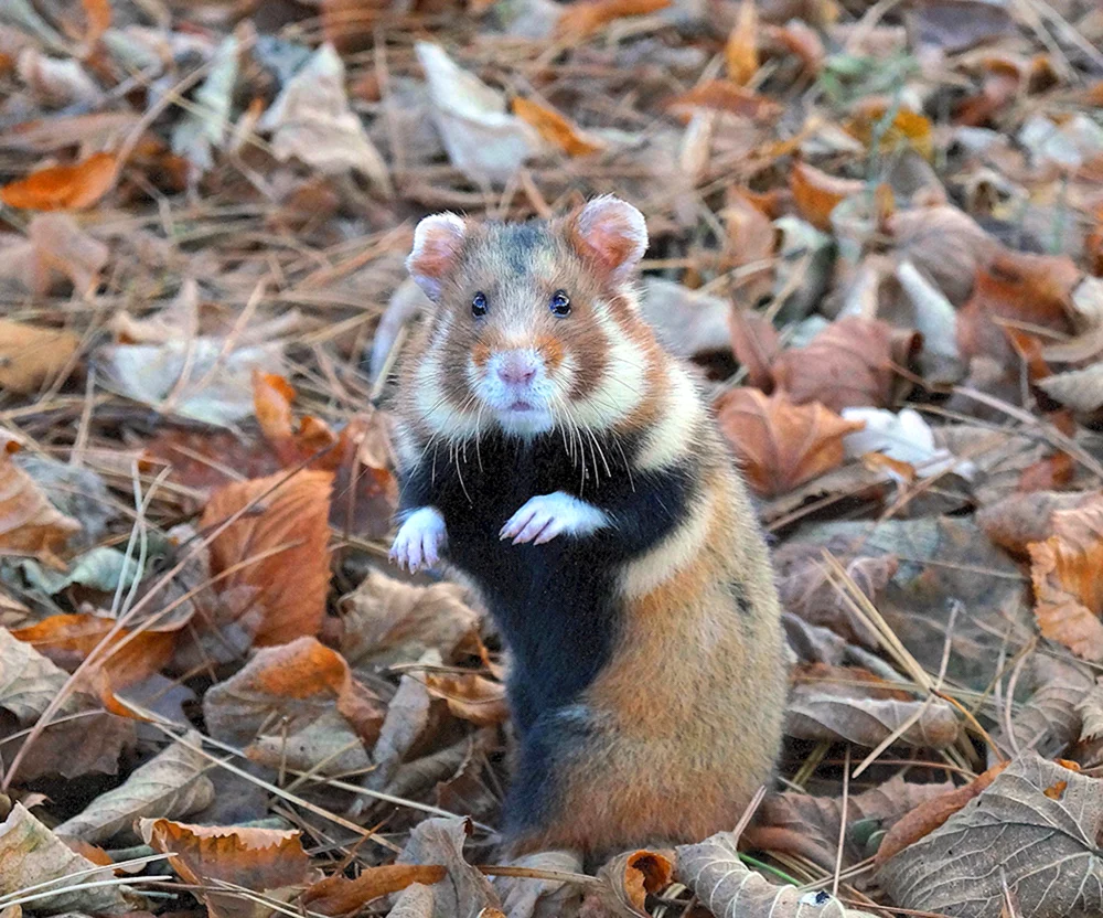 Wildhamster Karbysh