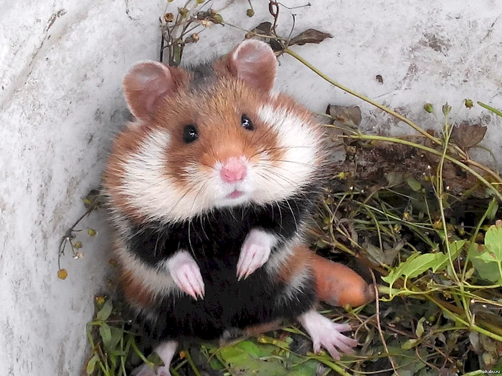 Wildhamster Karbysh schwarz