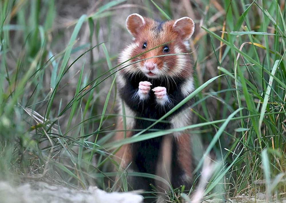 Wildhamster Karbysh