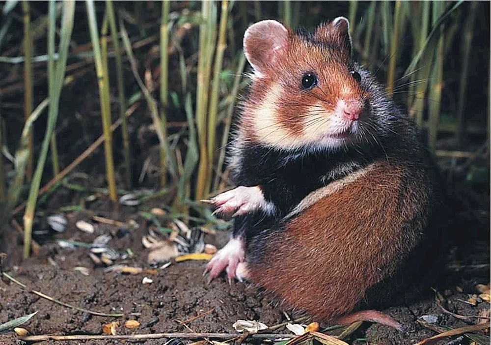 Wildhamster Karbysh