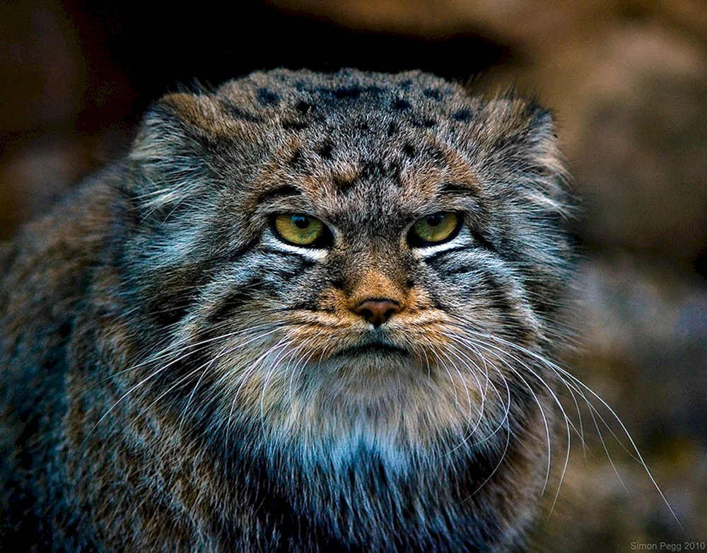Wildkatze Manul