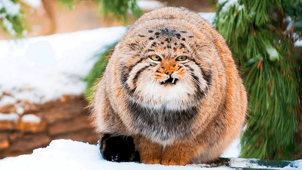 Wildkatze Manul