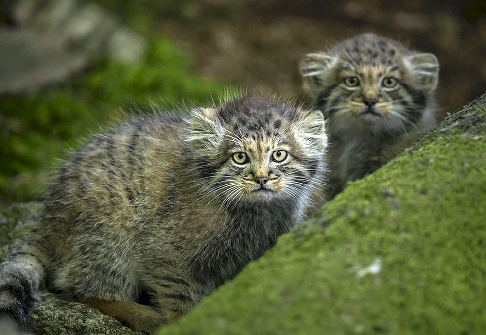 Wildkatze Pallas' Jungtiere