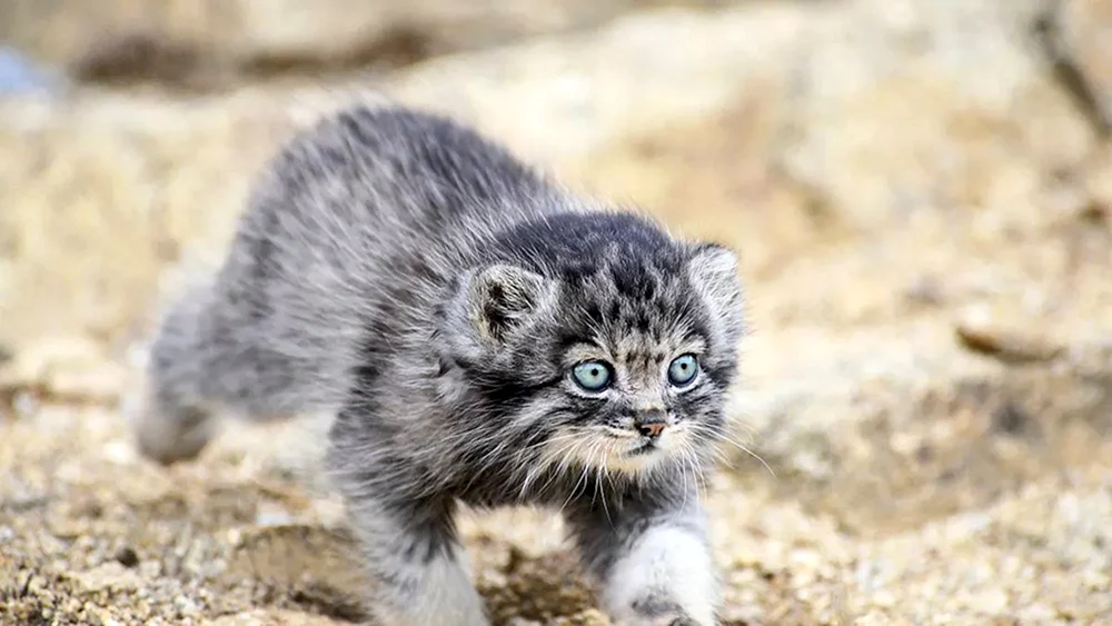 Wildkatze Pallas' Jungtiere