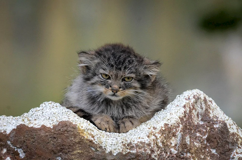 Wildkatze Manul Kätzchen