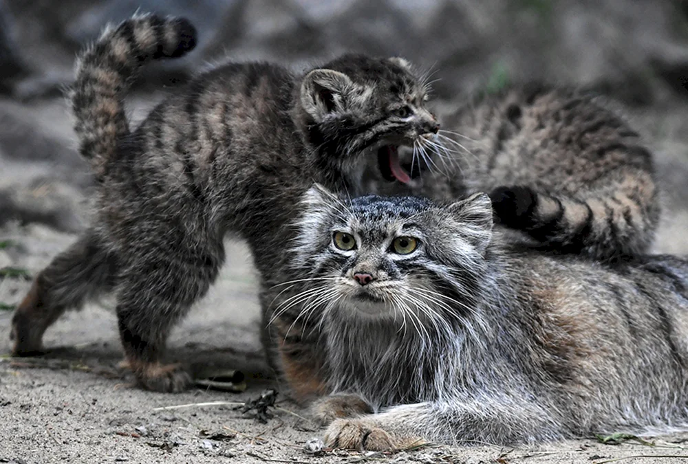 Wildkatze Manul Kätzchen