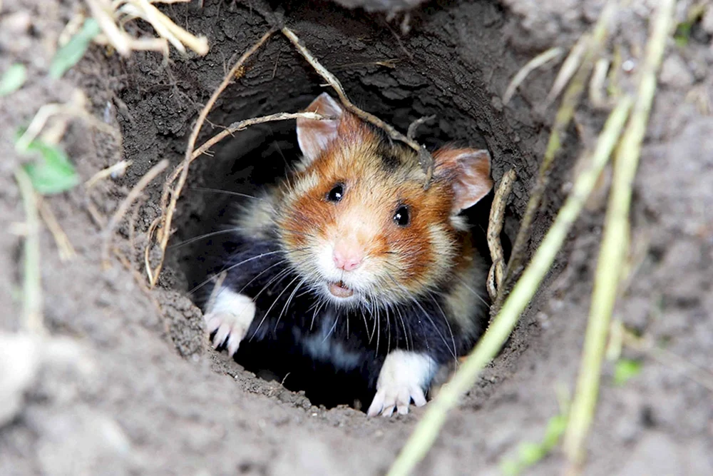 Gemeinsamer Hamster Carbysch