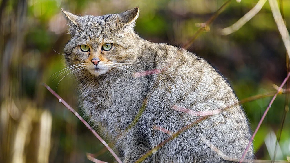 Europäische Waldkatze Barsik