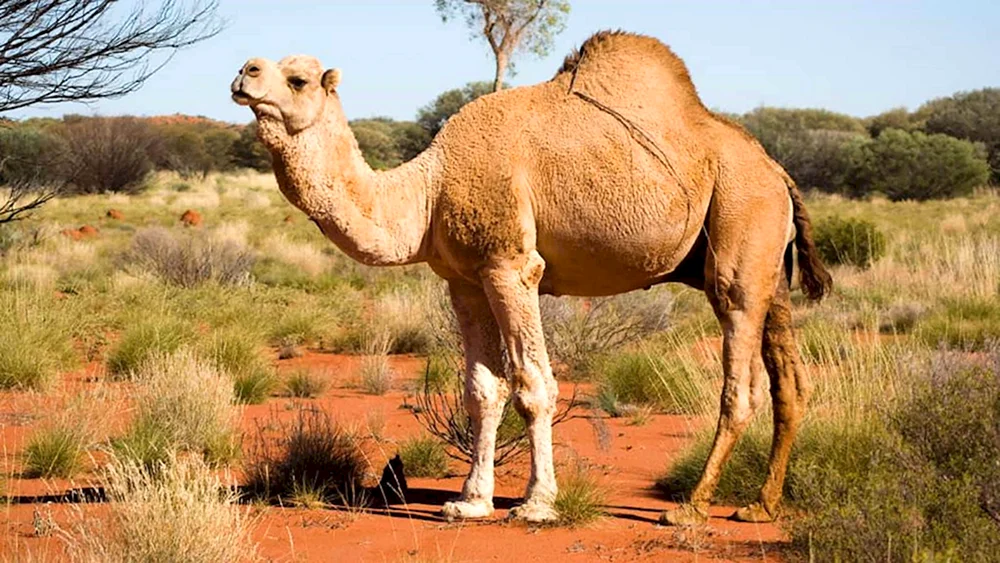 Wildes einhöckriges Kamel Australien