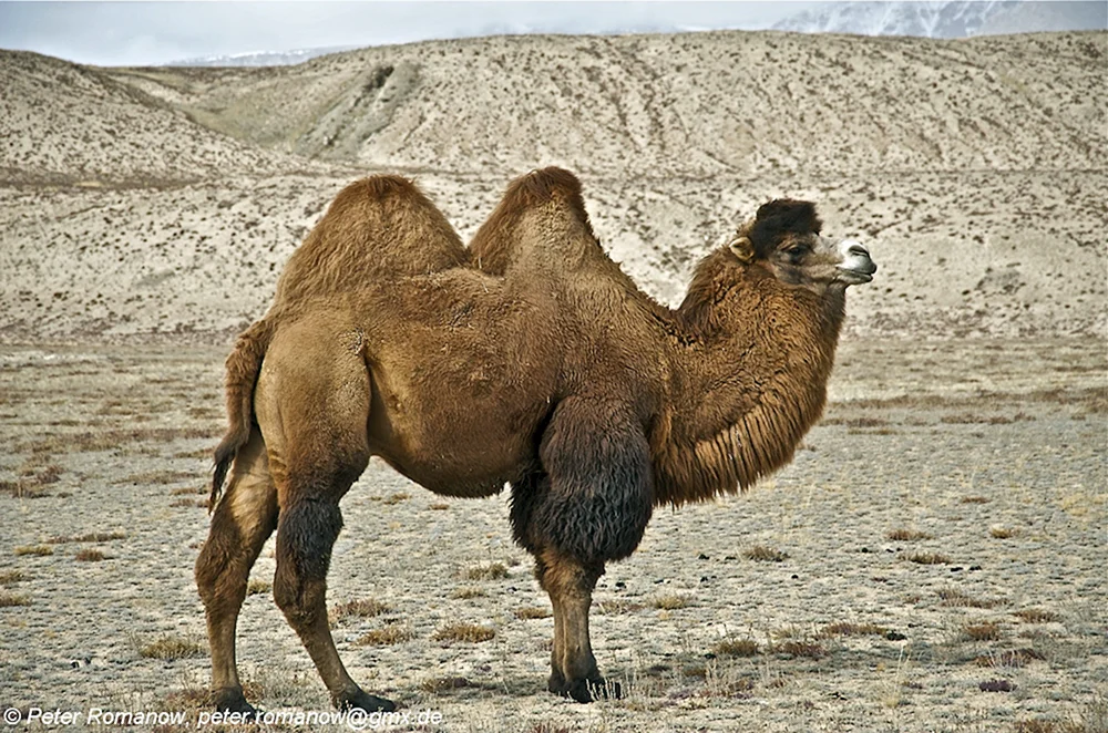 Wildes Przewalski-Kamel