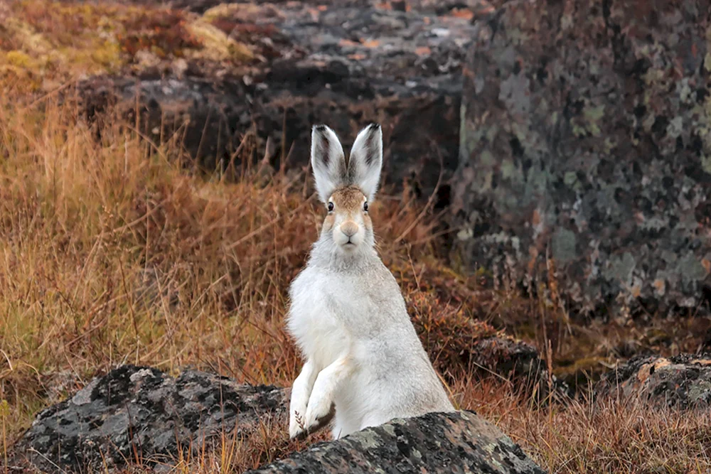 Wildhase Eichhörnchen
