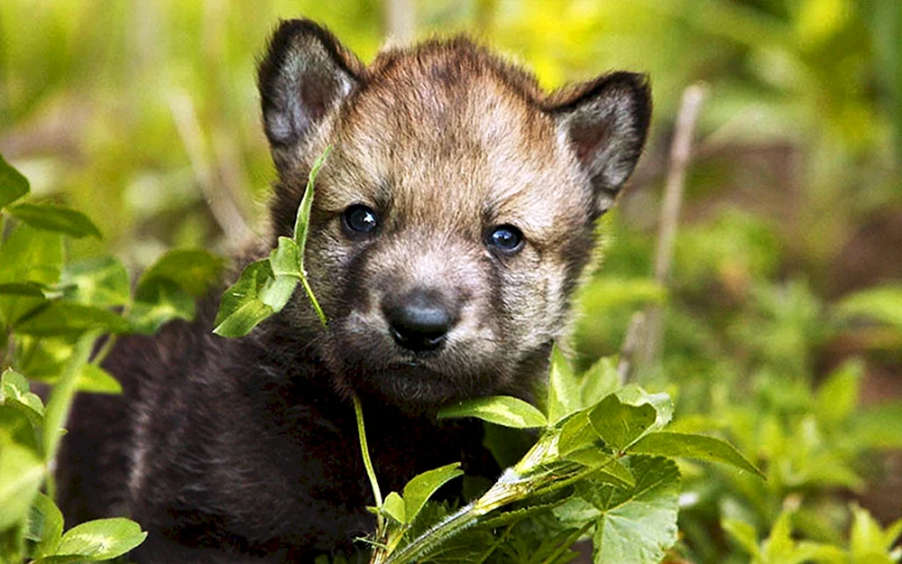 Wolfswelpe