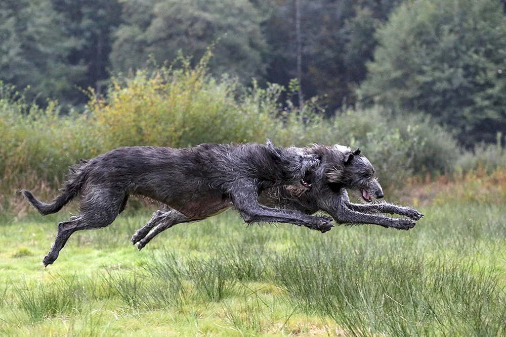 Hirschhund und Irischer Wolfshund