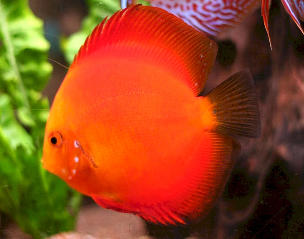 Discus Marlborough Rot