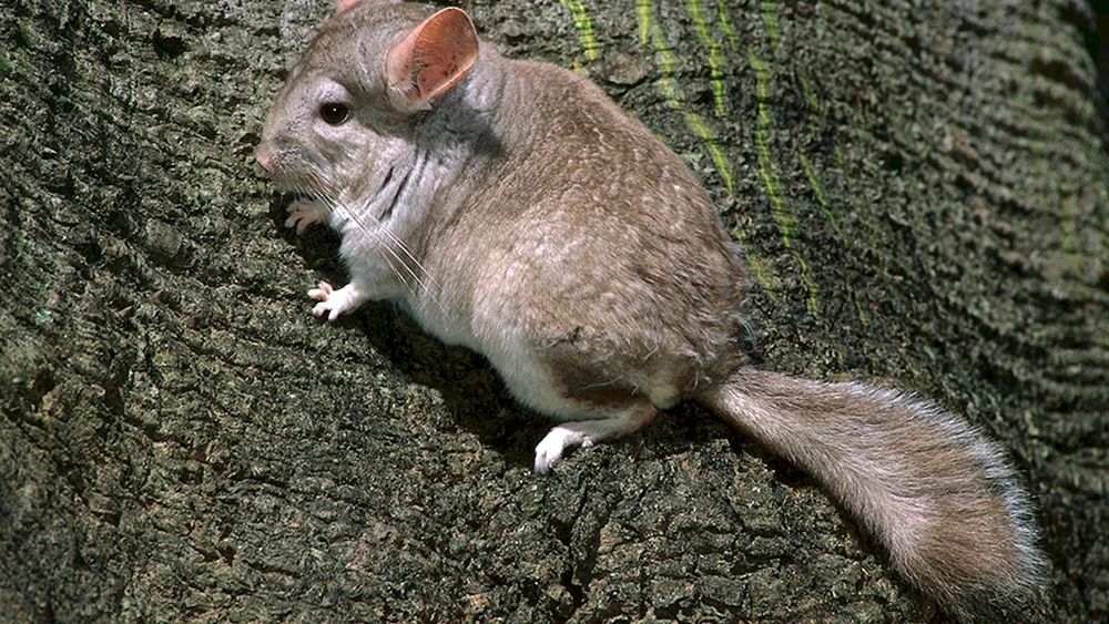 Wildes Chinchilla