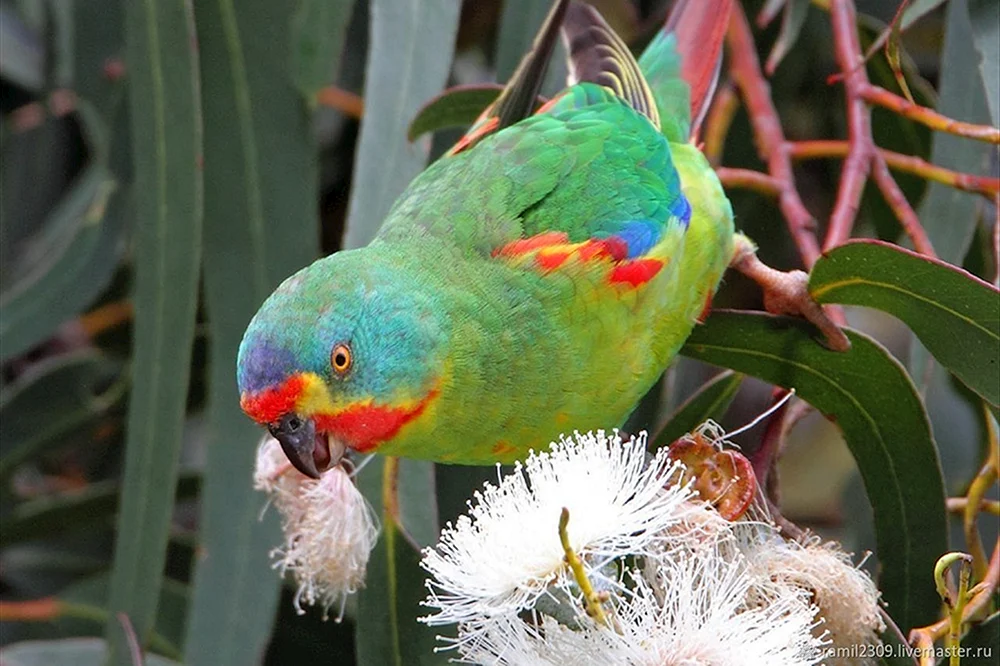 Langschwanzpapageien Australien