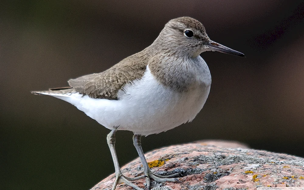 Langschnabelvogel Kolibri