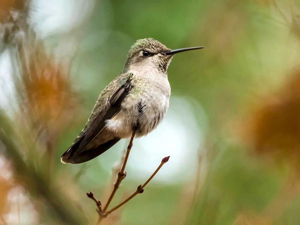 Chickadee Bekassine