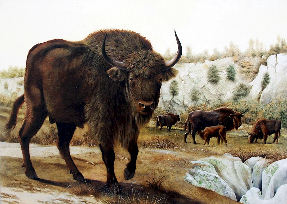 Wildbullen Gaur