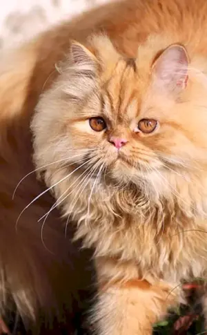 Langhaar-Perserkatze Ingwer
