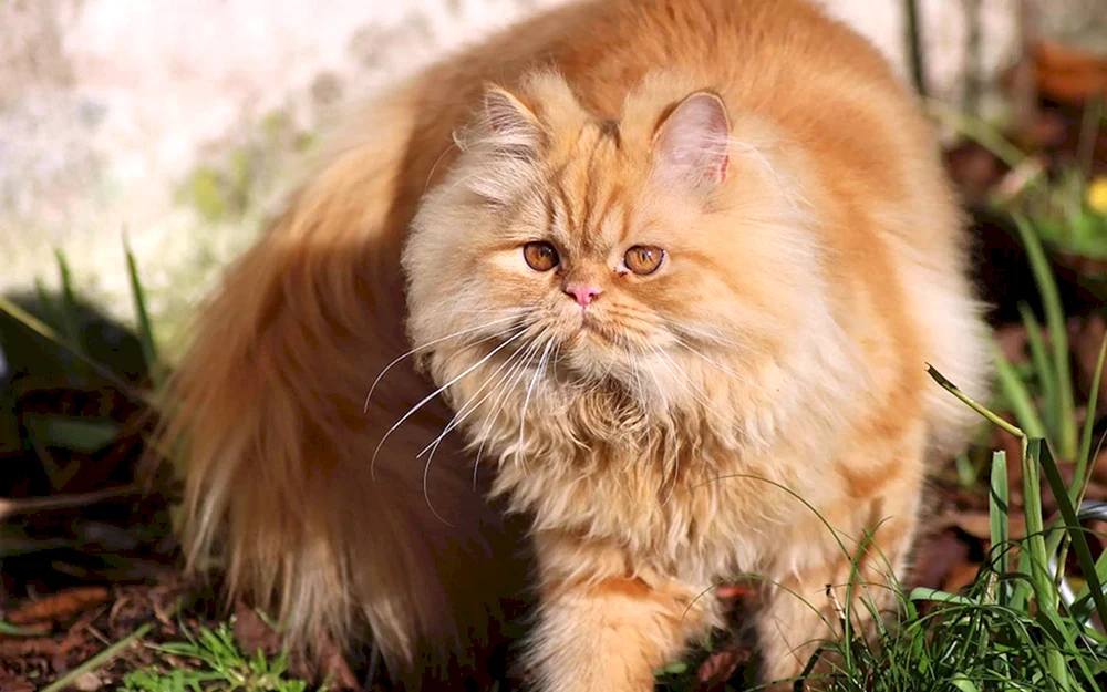 Langhaar-Perserkatze Ingwer