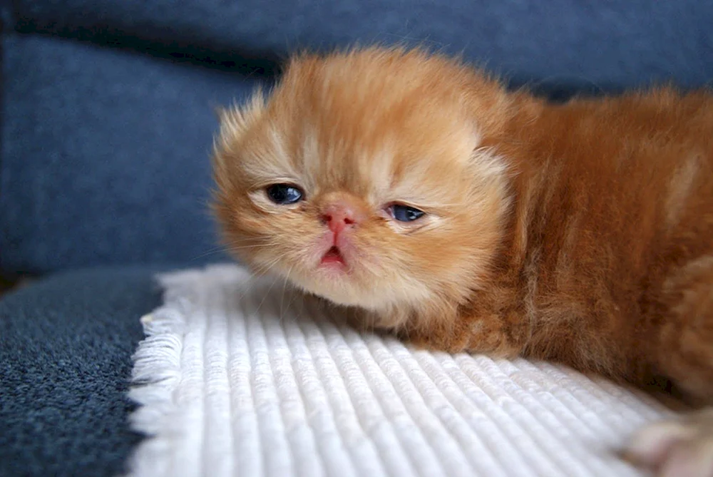 Perserkatze langhaarig ginger