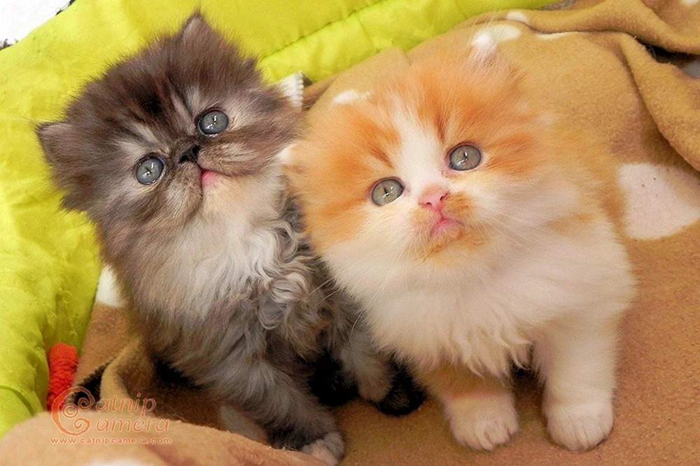 Perserkatze langhaarig ginger