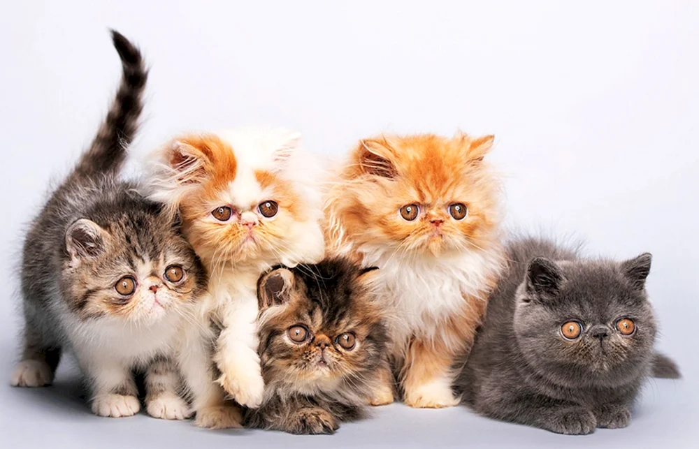 Langhaar-Perserkatze ingwer