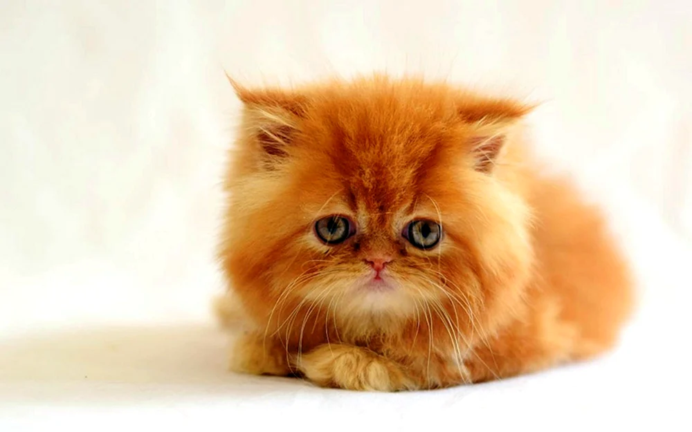Langhaarige Perserkatze ingwer