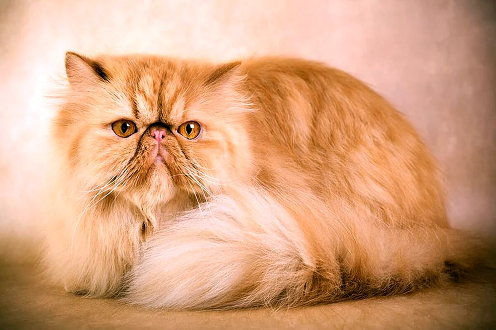 Exotische Katze
