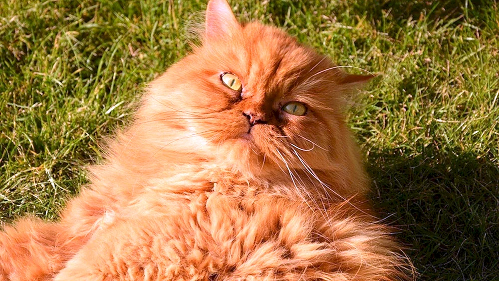 Langhaar-Perserkatze rot