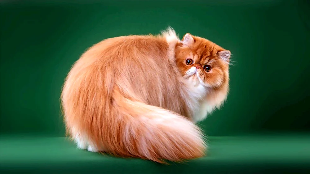 Perserkatze langhaarig rot