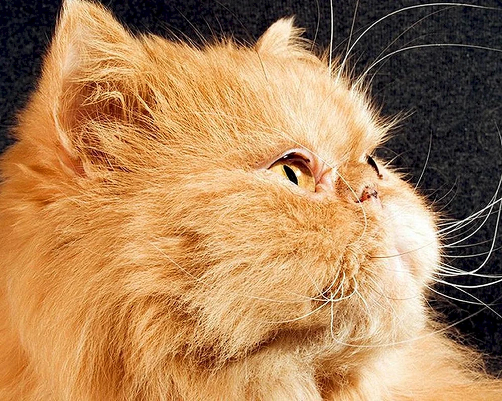 Perserkatze langhaarig rot